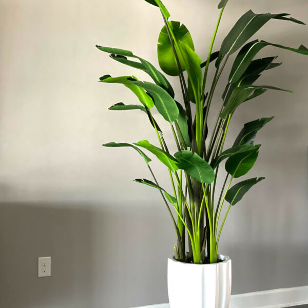 Bird of Paradise Plant (2.7 m) in Glossy White Alicante Planter