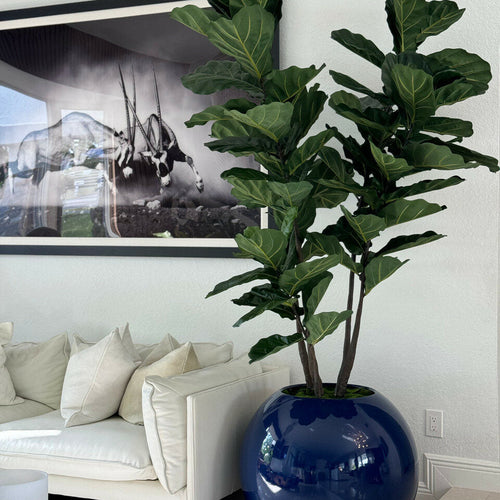 30" Blue Globe Planter with Fiddle Leaf Fig